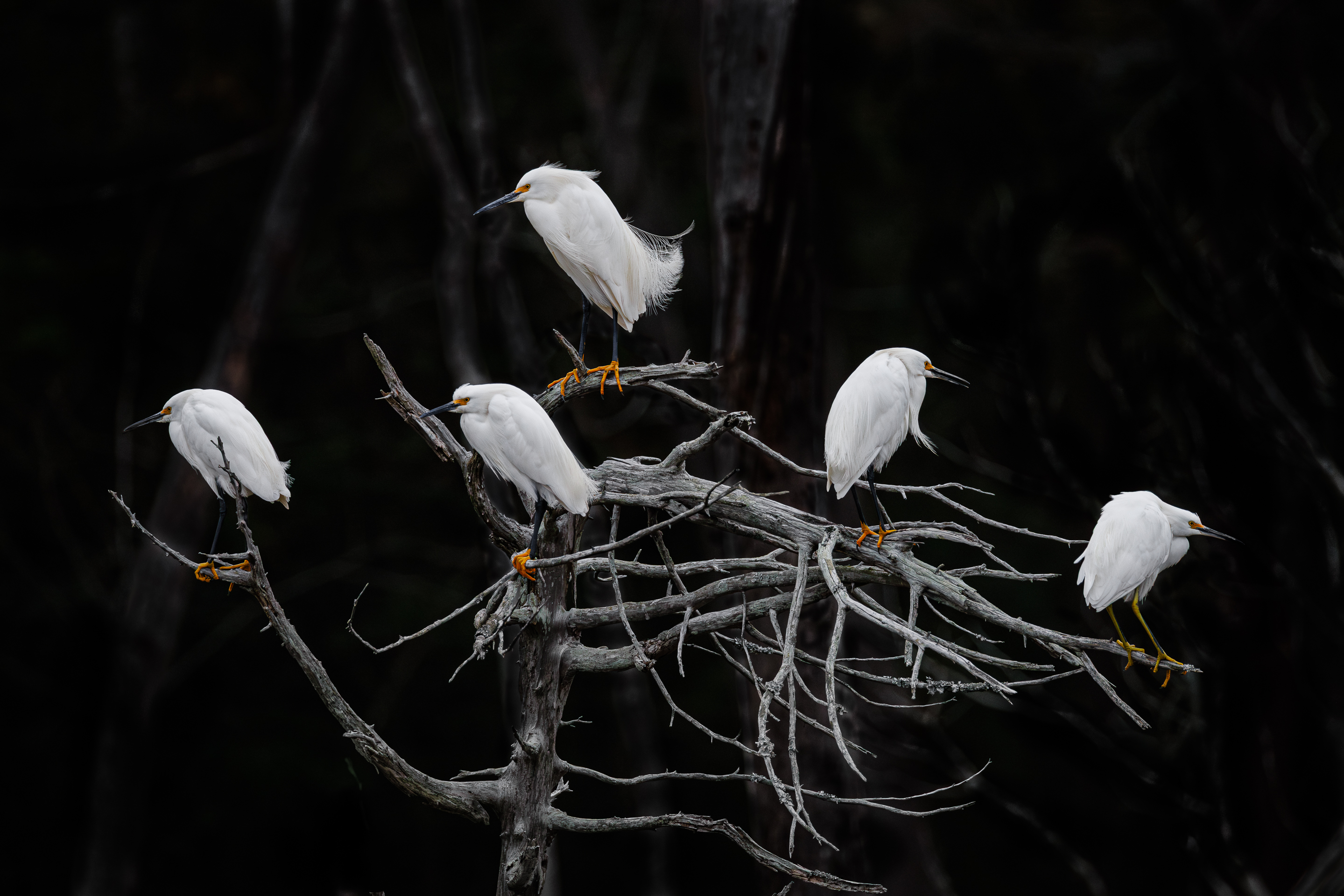 3rd PrizeOpen Nature In Class 3 By Brian Cox For The Congregation SEP-2025.jpg